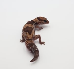 サムネイル1