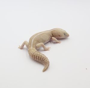 サムネイル1