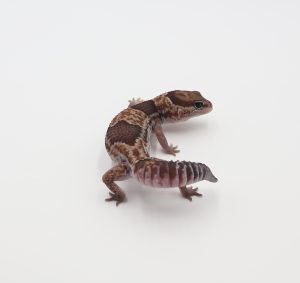 サムネイル1