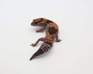サムネイル1