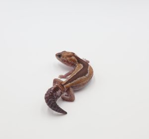 サムネイル1