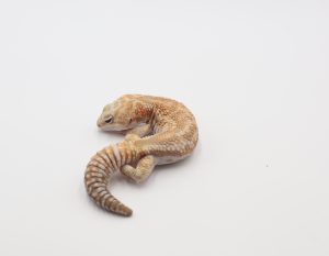 サムネイル1