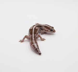 サムネイル1