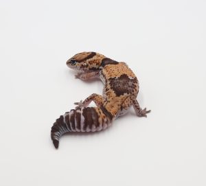 サムネイル1