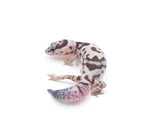 サムネイル1