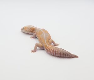 サムネイル1