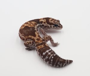 サムネイル1