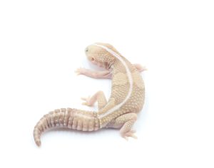 サムネイル1