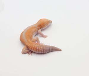サムネイル1