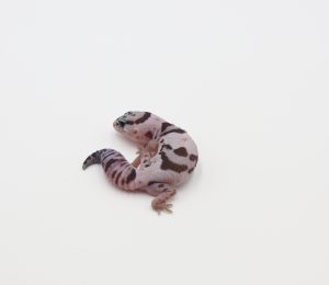 サムネイル1