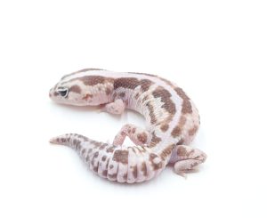 サムネイル1