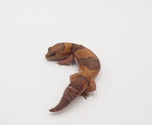 サムネイル1