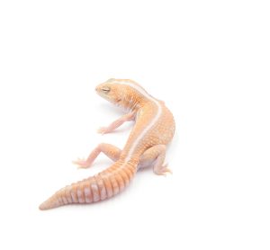 サムネイル1