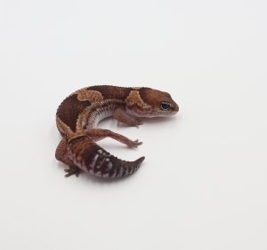 サムネイル1