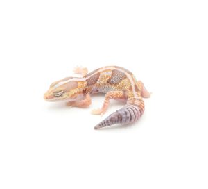 サムネイル1