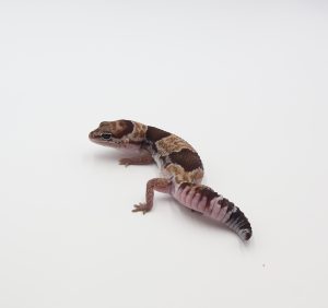 サムネイル1