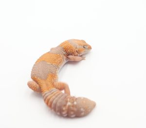 サムネイル1