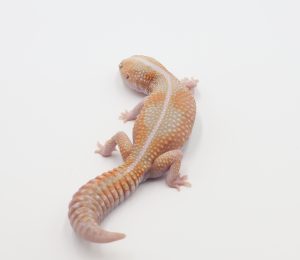 サムネイル1