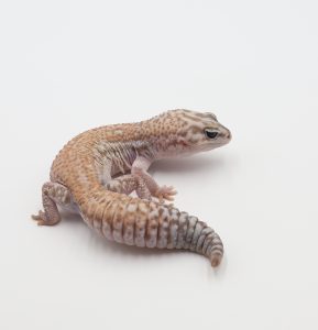 サムネイル1