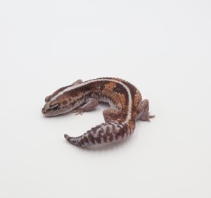 サムネイル1