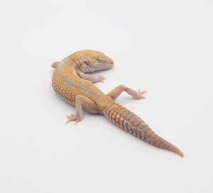 サムネイル1