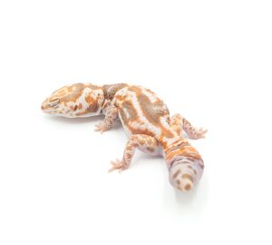 サムネイル1