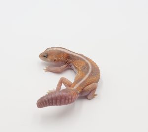 サムネイル1