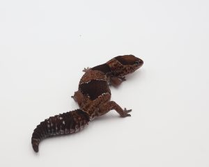 サムネイル1