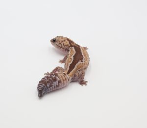 サムネイル1