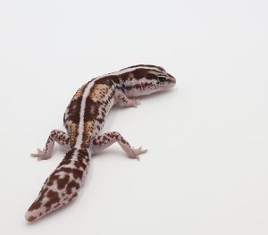サムネイル1