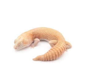 サムネイル1