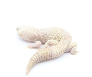 サムネイル1