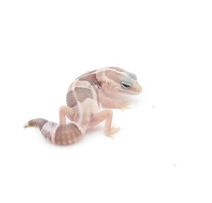 サムネイル1