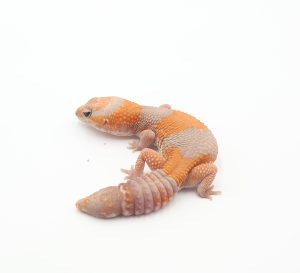 サムネイル1