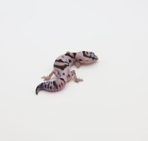 サムネイル1