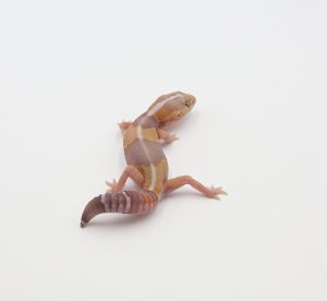 サムネイル1