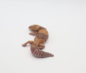 サムネイル1