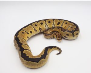 サムネイル1