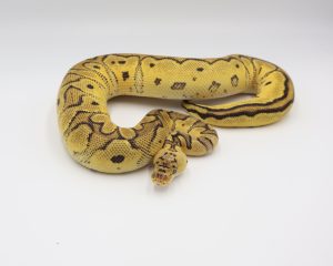 サムネイル1