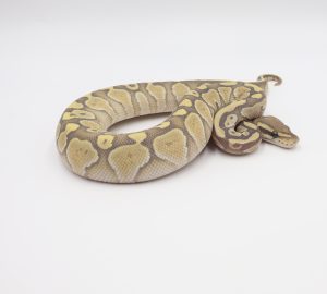 サムネイル1