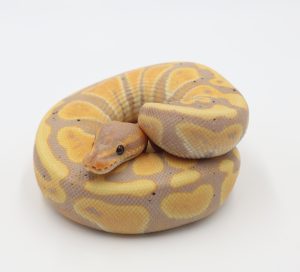 サムネイル1