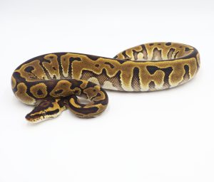 サムネイル1