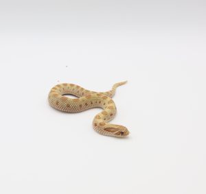サムネイル1