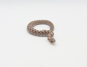 サムネイル1