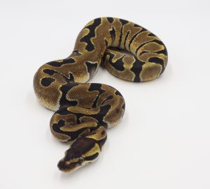 サムネイル1