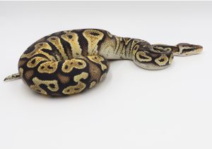 サムネイル1