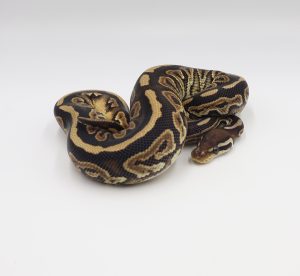 サムネイル1