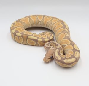サムネイル1