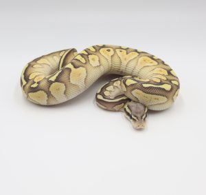 サムネイル1