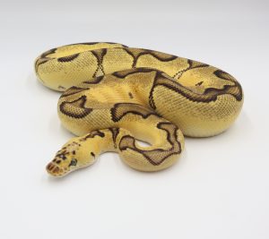 サムネイル1